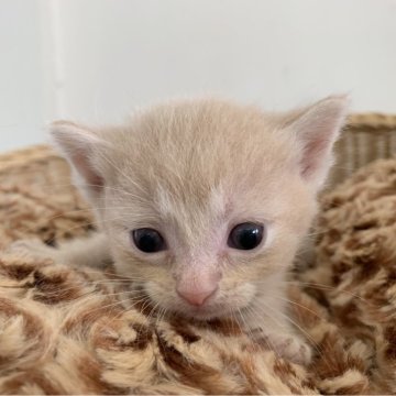 マンチカン(短足)【奈良県・女の子・2024年8月20日・クリームタビー（フワフワちゃん）】の写真「短い脚の可愛い女の子✨」