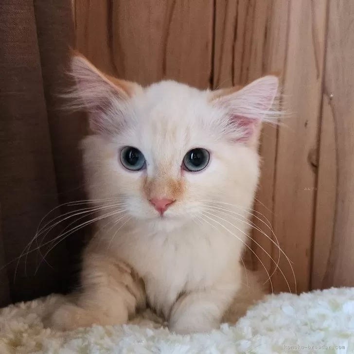 ID:2503-01094の子猫