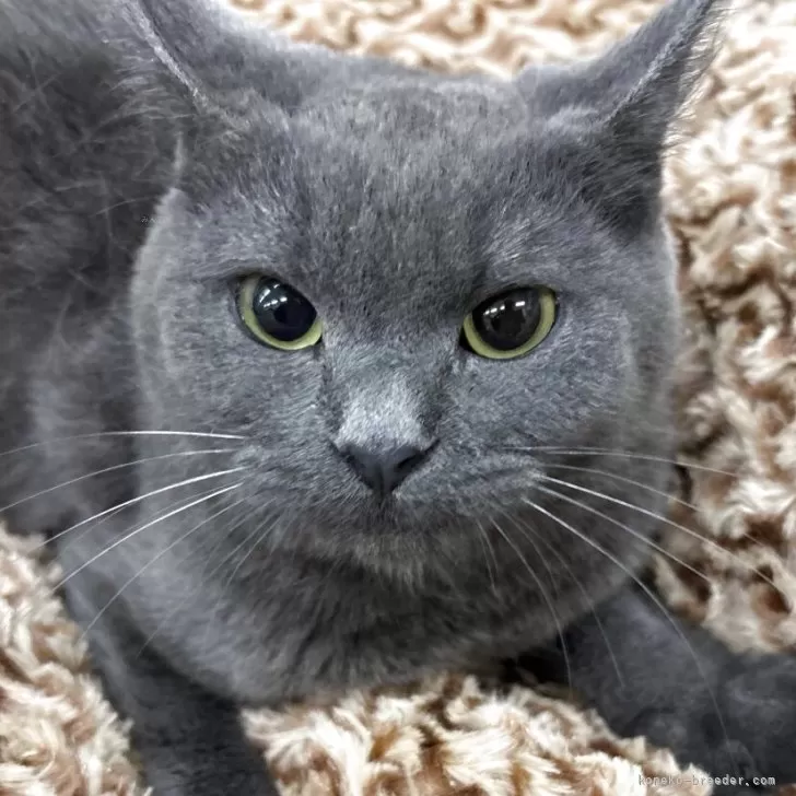 ふくおん 様のお迎えした子猫