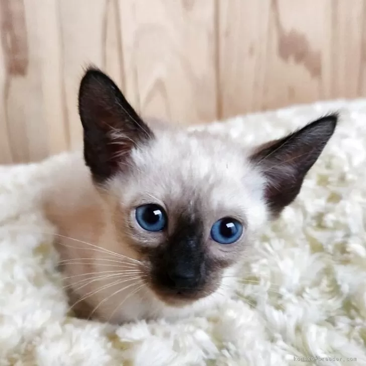 H.J 様のお迎えした子猫