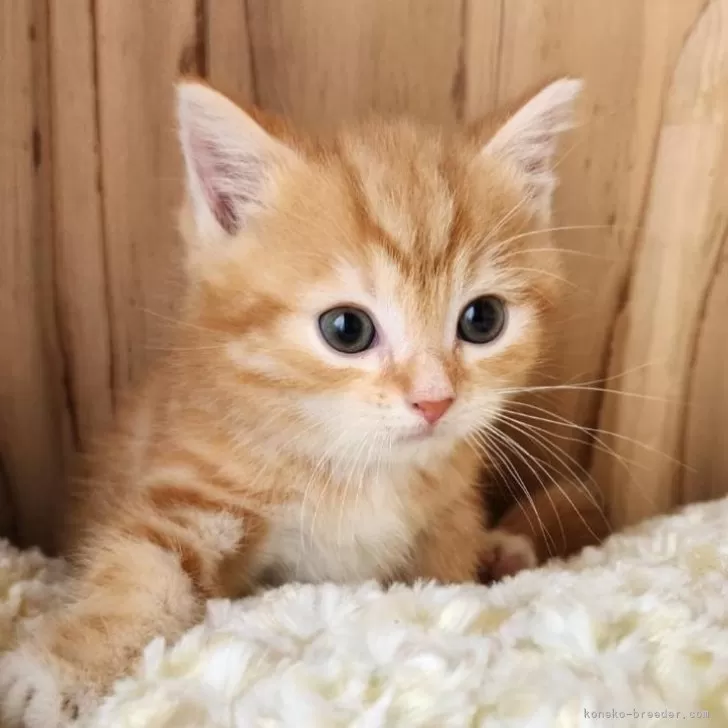 ID:2503-01765の子猫