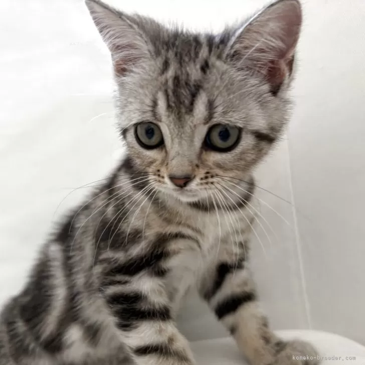 こうり 様のお迎えした子猫