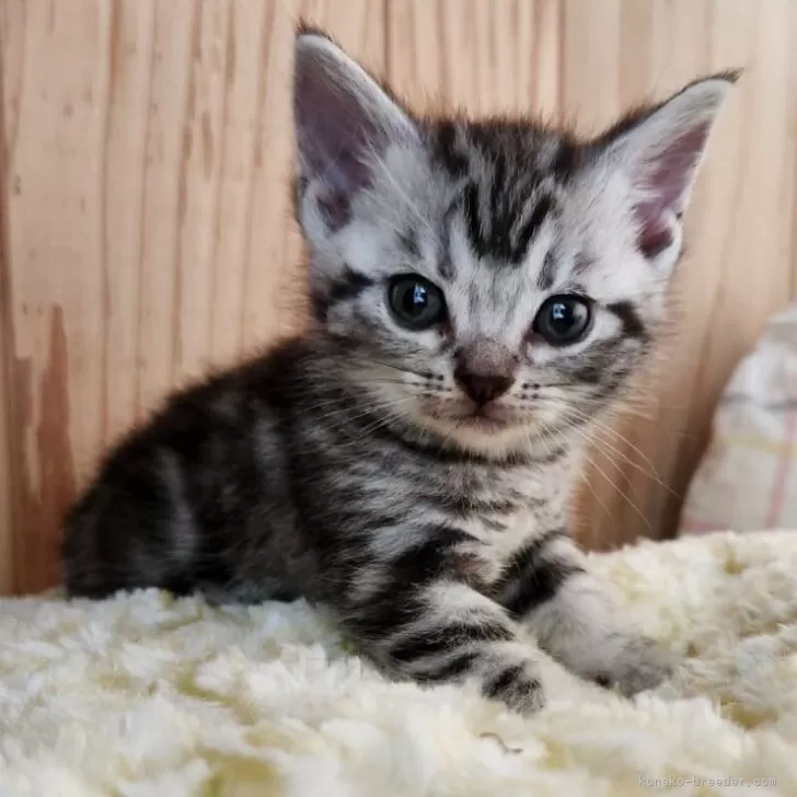 tara 様のお迎えした子猫