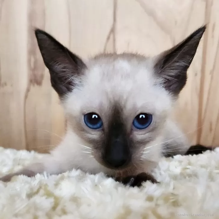 R.O 様のお迎えした子猫