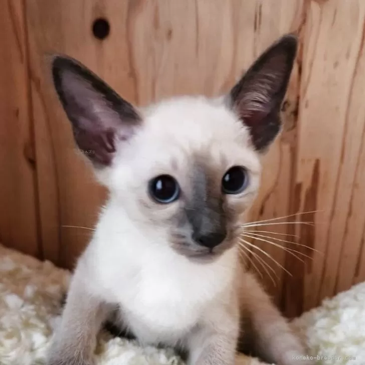 sss 様のお迎えした子猫