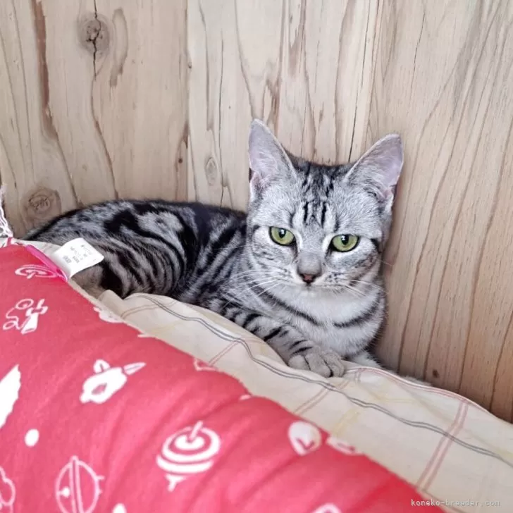 t、t 様のお迎えした子猫