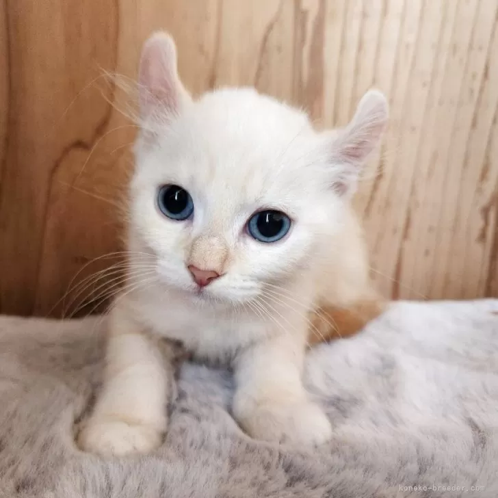 ID:2503-01092の子猫