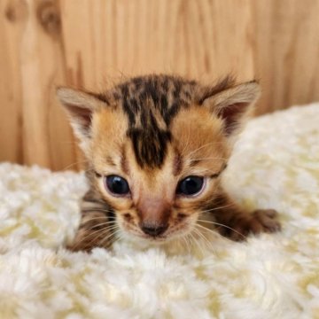 ベンガル【奈良県・男の子・2025年3月1日・ブラウンスポテッドタビー（サラサラちゃん）】の写真「マイペースな男の子✨」