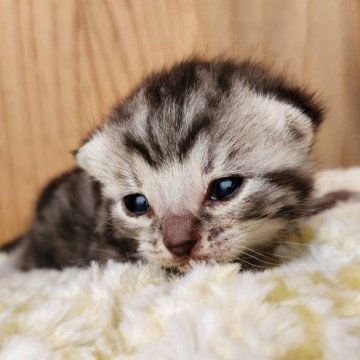 アメリカンショートヘア【奈良県・男の子・2025年2月18日・シルバータビー（サラサラちゃん）】の写真「元気な男の子✨️」