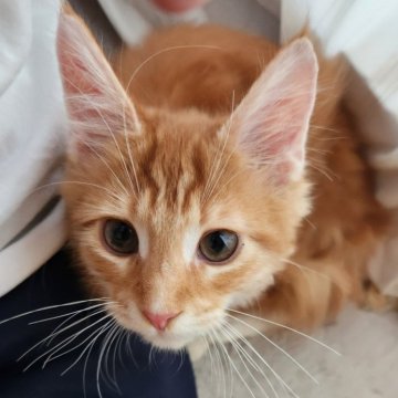 メインクーン【奈良県・男の子・2025年6月8日・レッドタビー&ホワイト(フワフワちゃん)】の写真「元気いっぱい男の子✨️」