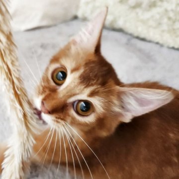 ソマリ【奈良県・女の子・2025年3月11日・ルディー(サラサラちゃん)】の写真「元気いっぱい女の子✨️」