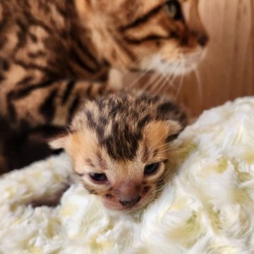 ベンガル【奈良県・男の子・2025年3月1日・ブラウンスポテッドタビー（サラサラちゃん）】の写真「お昼寝好きな男の子✨」