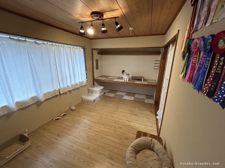 お部屋は清潔さを心掛けています。このお部屋の右側のリビングで毎日遊んでいます。｜松元　美侑(まつもと　みゆう)ブリーダー(三重県・ラグドール・CFA登録)の紹介写真3