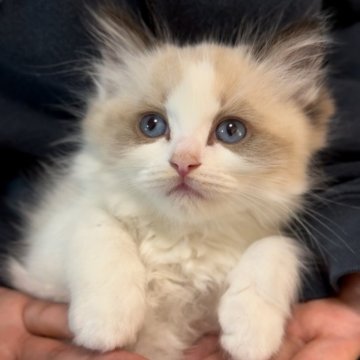 ラグドール【三重県・男の子・2024年11月13日・シールポイントバイカラー】の写真「遺伝子検査全てクリア💐 お父さんアジア2位🏆」