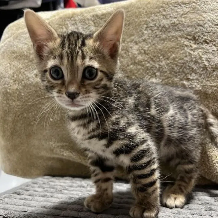 ID：2301-02379の子猫