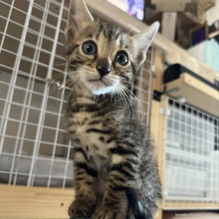 ID:2309-02956の子猫