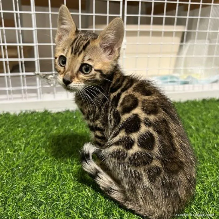 ID:2301-02376の子猫