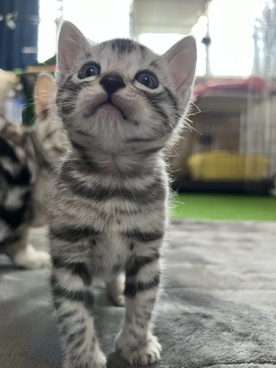 ID:2201-01324の子猫