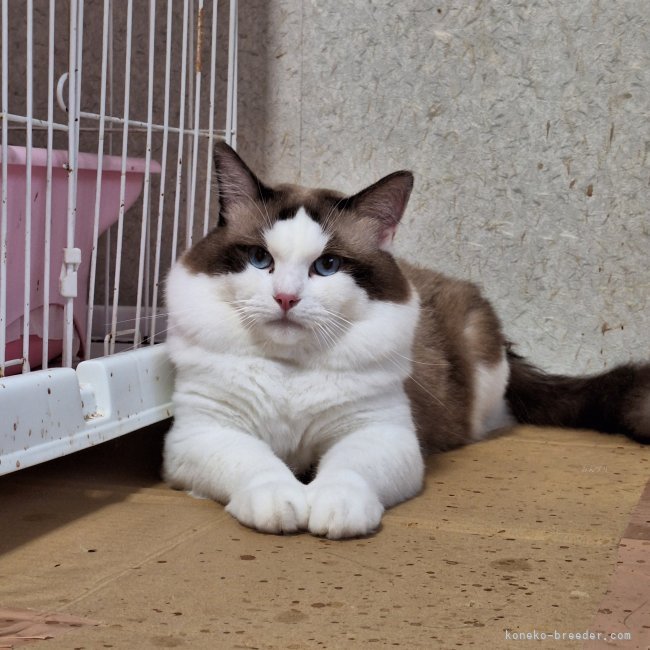 工藤　明美(くどう　あけみ)ブリーダー(青森県・エキゾチックショートヘアなど・ACC/ピースキャットクラブ登録)の紹介写真6