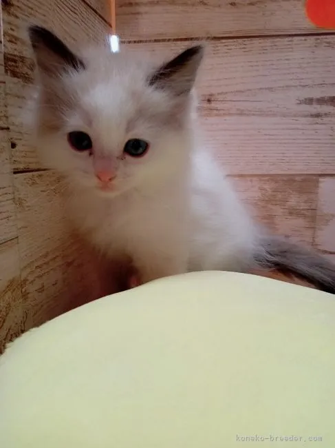 ID:2203-02285の子猫