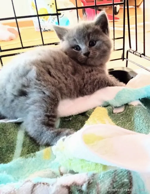 ID:2205-00796の子猫