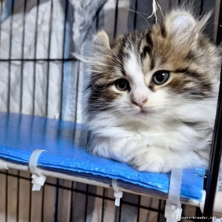 ID:2311-00253の子猫