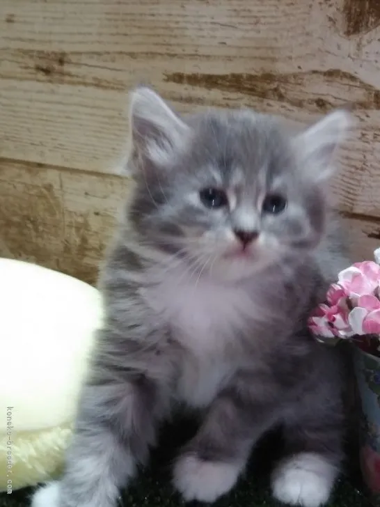 ID：2109-00728の子猫