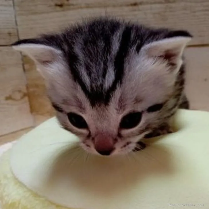 ID:2210-00323の子猫