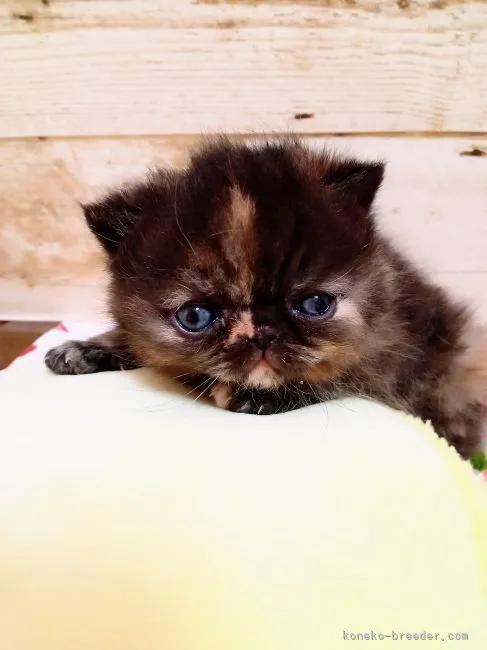 ID:2205-01768の子猫