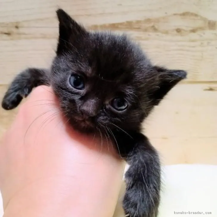 ID:2210-00325の子猫