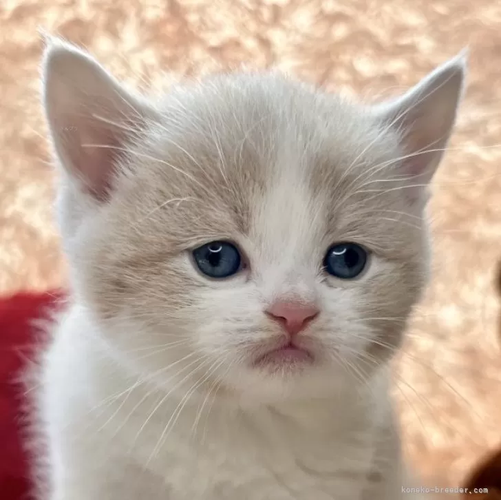 ID:2503-02553の子猫