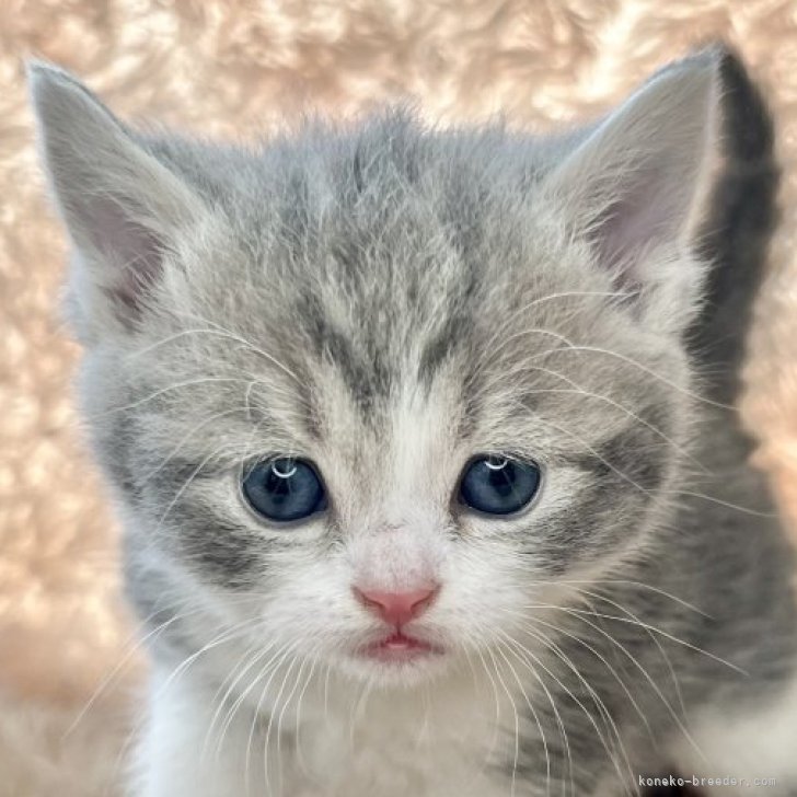 ブリーダー画像