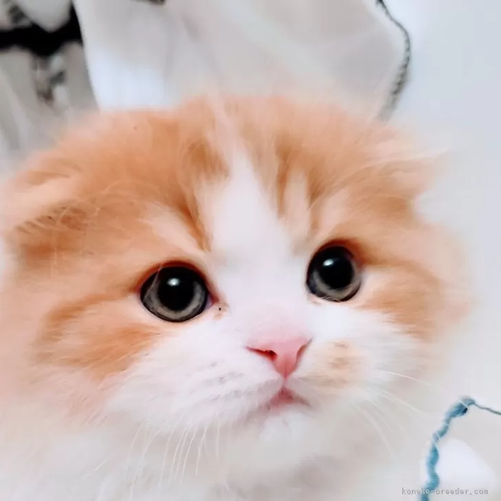 ID:2504-00893の子猫