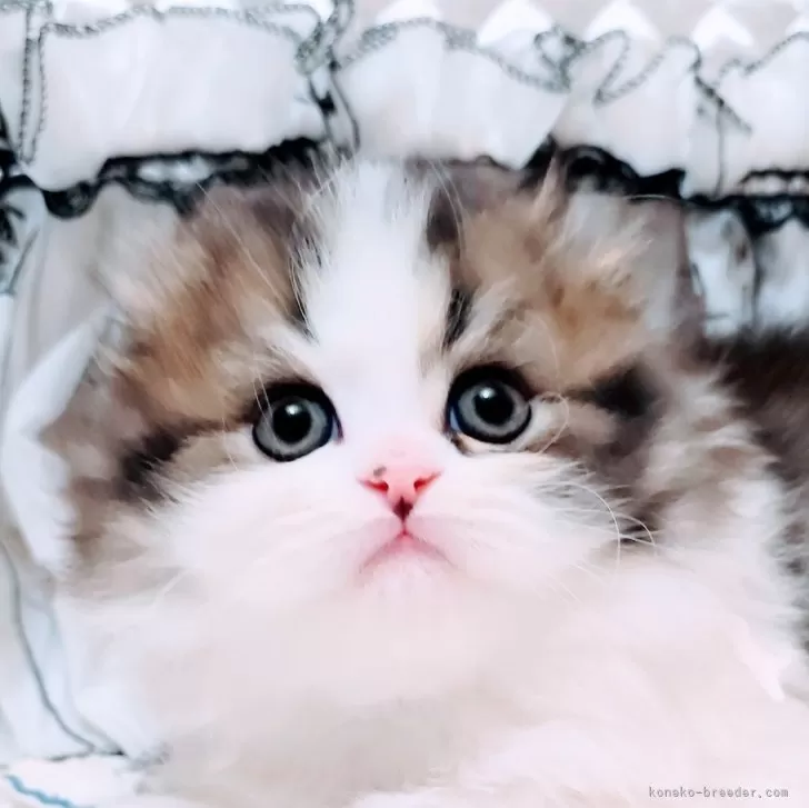 ID:2503-02357の子猫