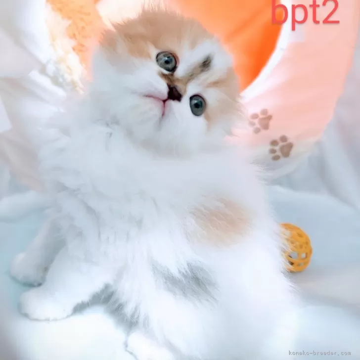 ID:2502-01244の子猫
