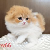 スコティッシュフォールド(折れ耳)