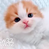 スコティッシュフォールド(折れ耳)