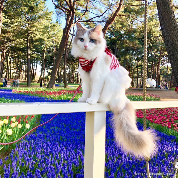 高久正基ブリーダーのブログ：〜猫ちゃん見学のご案内〜モフモフ元気な子たちと、春の訪れを感じに来ませんか？