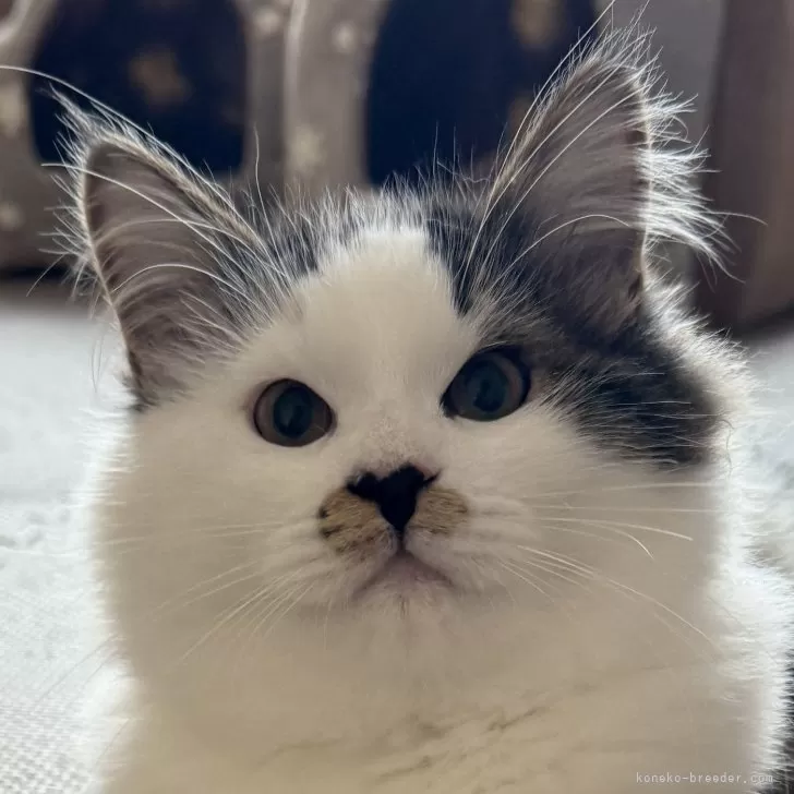 ID:2412-00598の子猫