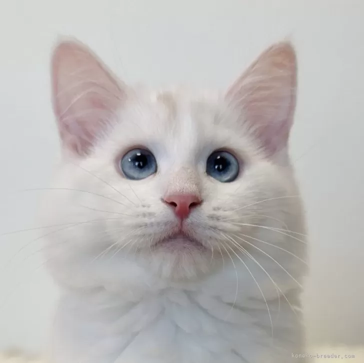 ID:2412-00098の子猫