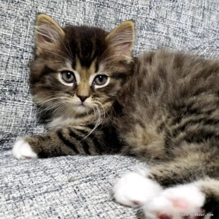ID:2303-02144の子猫