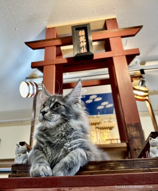 ママ猫ちゃん達は子宝、安産祈願🙏｜山本　悦子(やまもと　えつこ)ブリーダー(熊本県・メインクーン・TICA/ICC/ACC/TCC登録)の紹介写真6