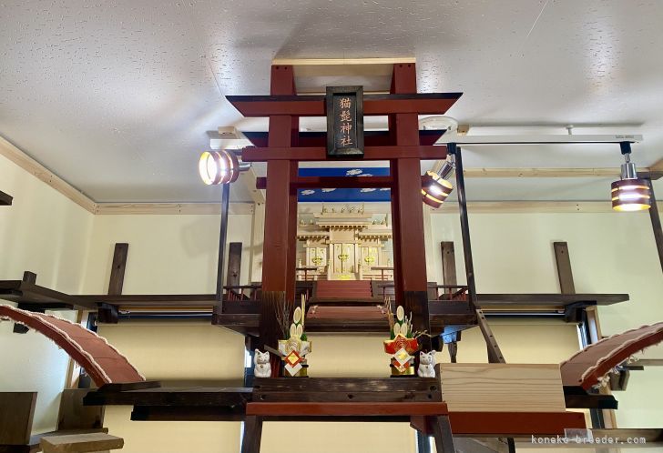 当猫舎の猫髭神社で御利益を授かって下さい✨｜山本　悦子(やまもと　えつこ)ブリーダー(熊本県・メインクーン・TICA/ICC/ACC/TCC登録)の紹介写真7