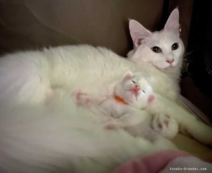 山本悦子ブリーダーのブログ｜我が家のママねこ達🐾🐾(21.6.17)｜みんなの子猫ブリーダー