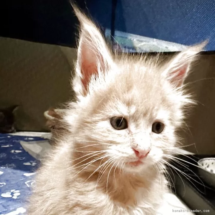 S.M 様のお迎えした子猫