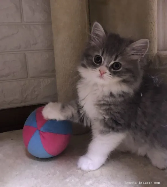 ID:1906-00566の子猫