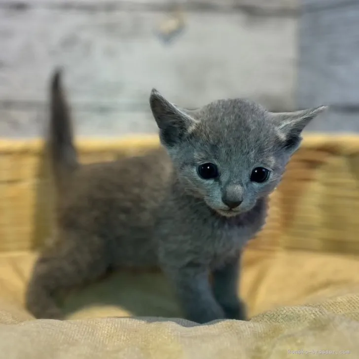 ID:2308-00204の子猫