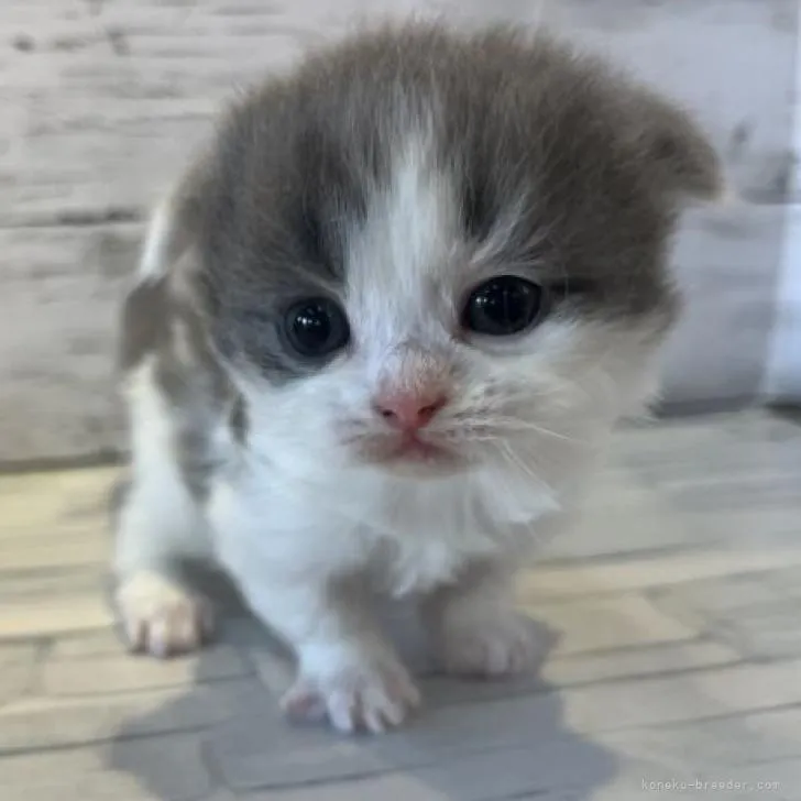 ID:2301-00138の子猫