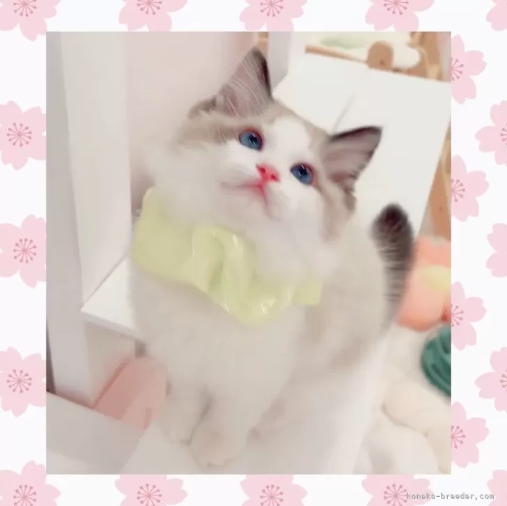 ID:2502-01132の子猫