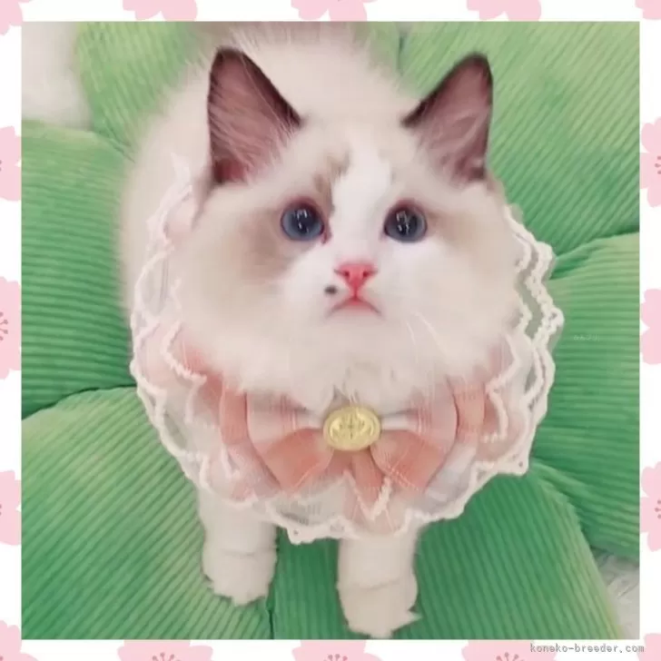 ID:2502-01941の子猫